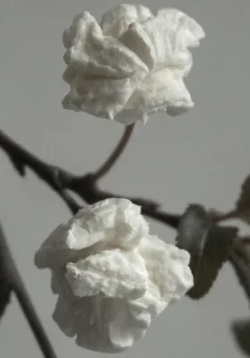 Ojārs Pētersons